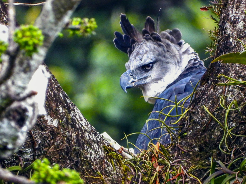 Save the Harpy Eagle - Bird of Colombia_