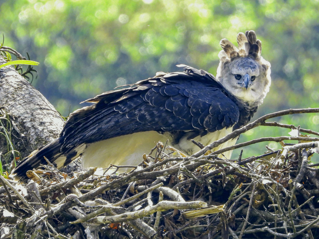 Save the Harpy Eagle - Bird of Colombia_