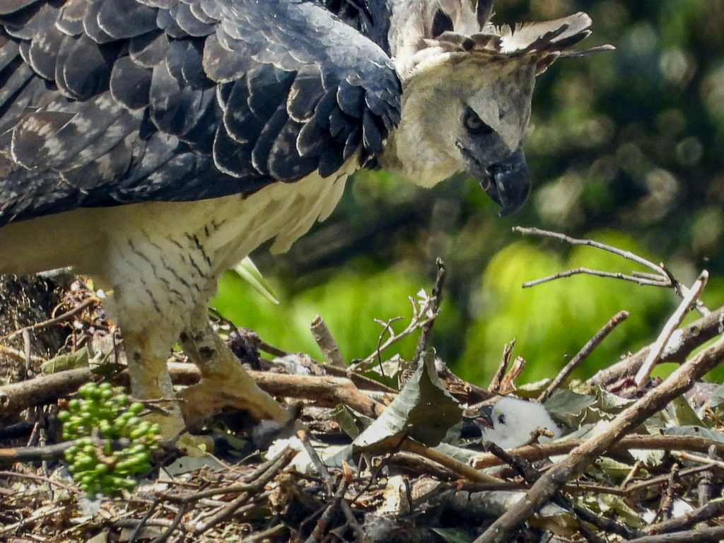 Save the Harpy Eagle - Bird of Colombia_