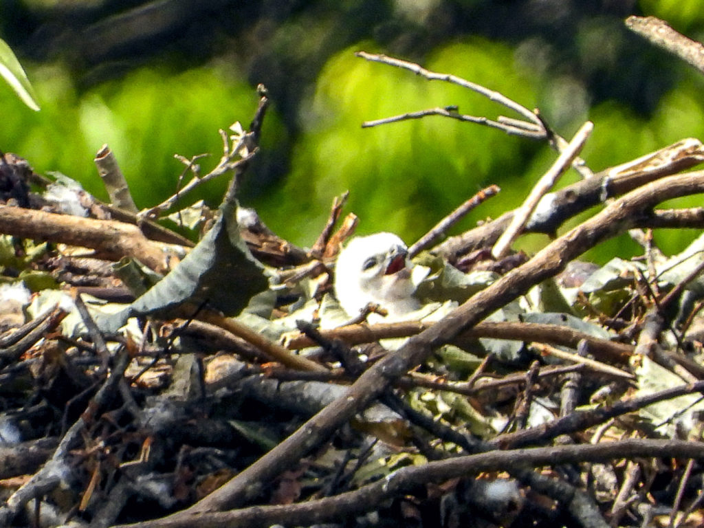 Save the Harpy Eagle - Bird of Colombia_