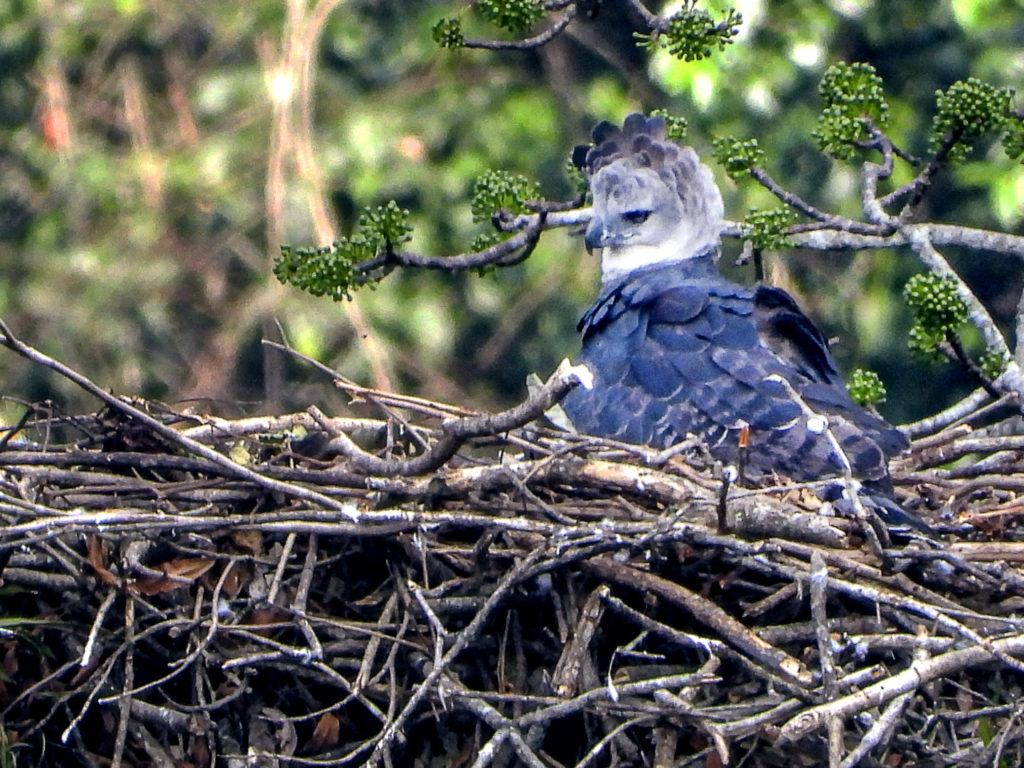 Save the Harpy Eagle - Bird of Colombia_