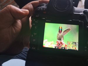 Amazing picture of Rainbow bearded Thronbill