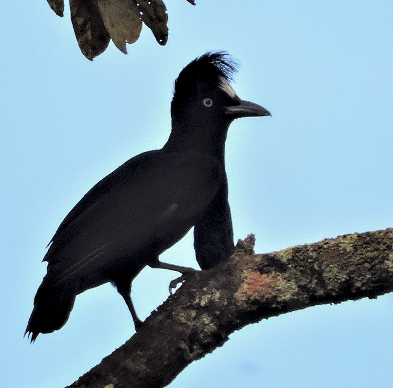 Amazonian Umbrellabird - Cephalopterus ornatus