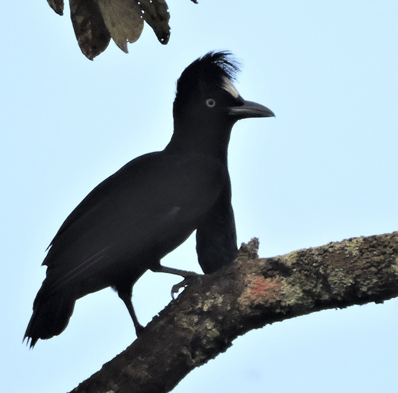 Amazonian Umbrellabird - Cephalopterus ornatus - birdwatching colombia
