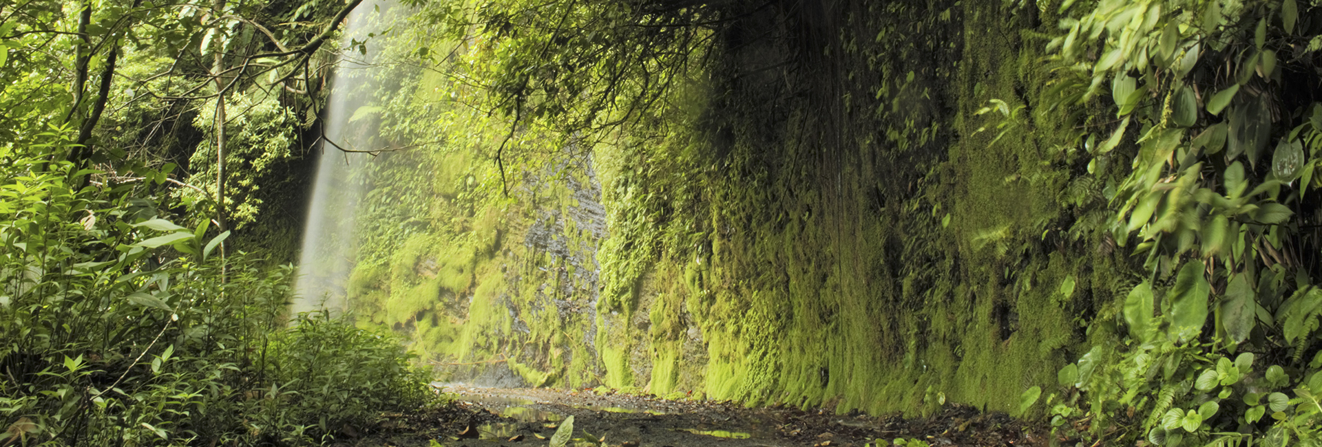 Anchicaya Canyon - Birdwatching Colombia - Nature Tours