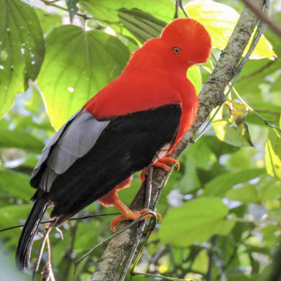 Andean Cock of the Rock