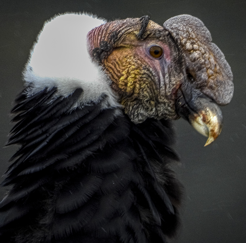 Andean Condor - Vultur gryphus