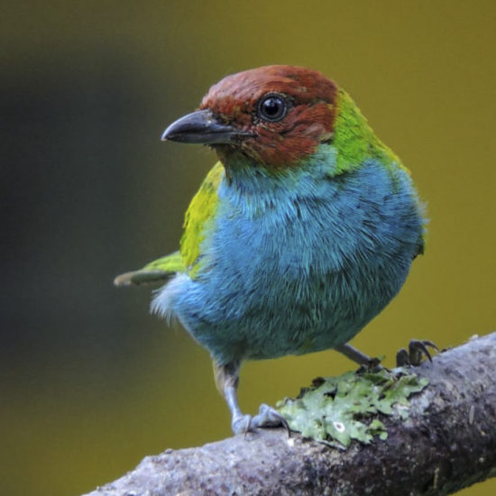 Bay-headed Tanager