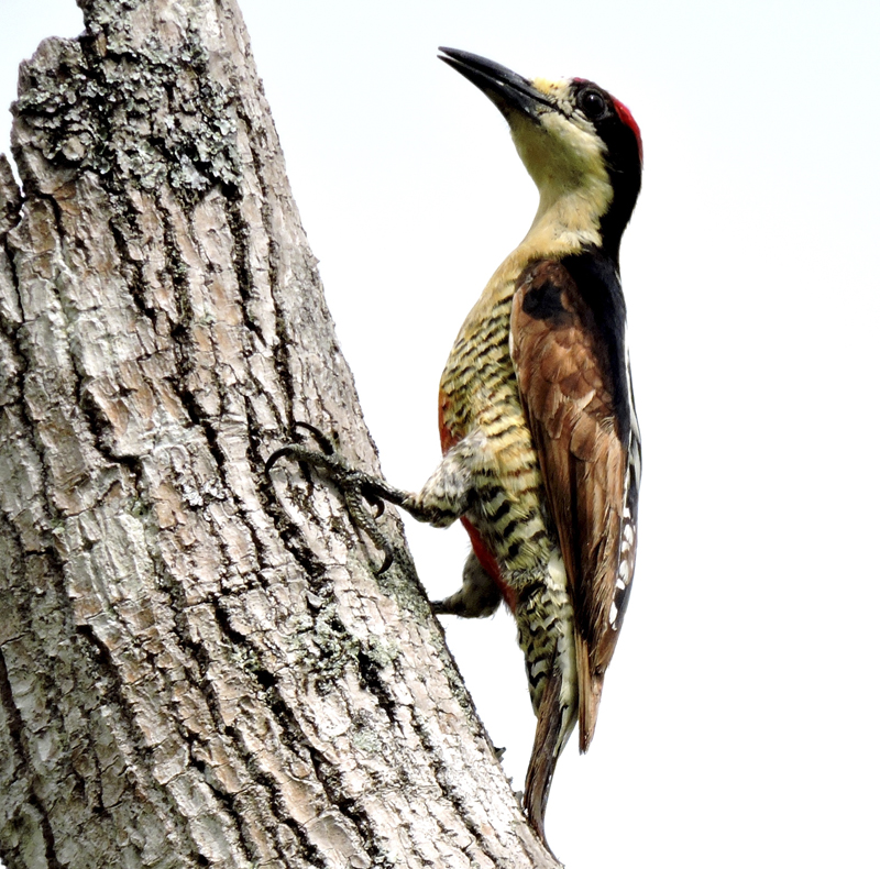 Beautiful Woodpecker - Melanerpes pulcher - birdwatching colombia