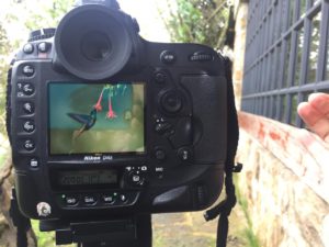 Beautiful pictures of birds in Andes