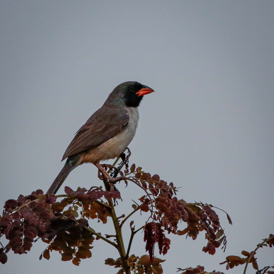 Birding Tour Brazil - Brasilian Cerrado Tour (1)