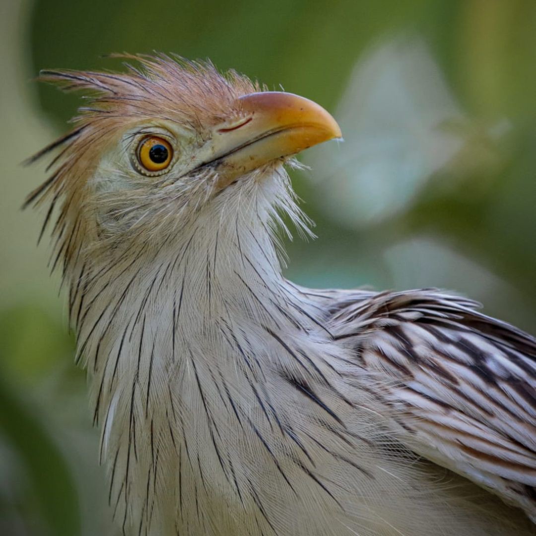Birding Tour Brazil - Brasilian Cerrado Tour (13)