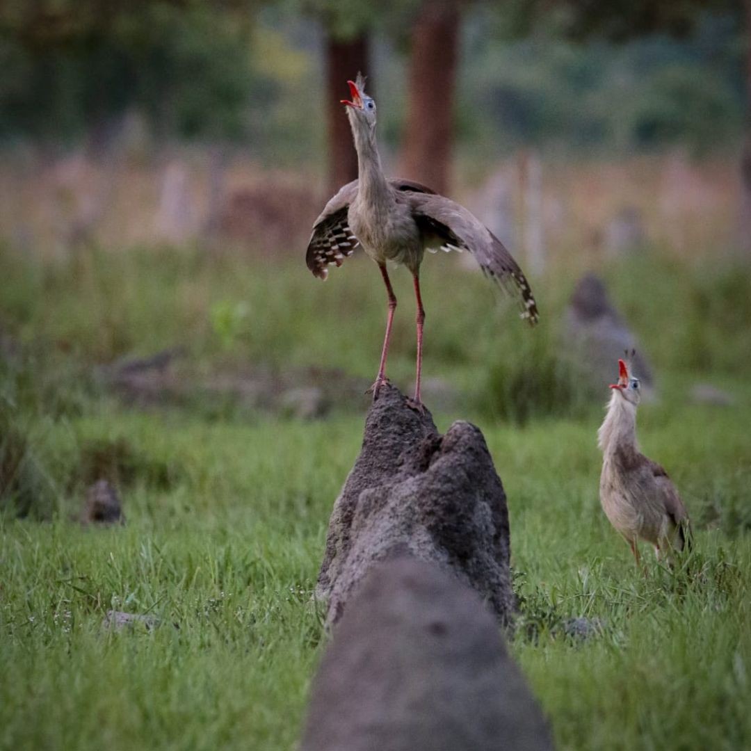 Birding Tour Brazil - Brasilian Cerrado Tour (14)