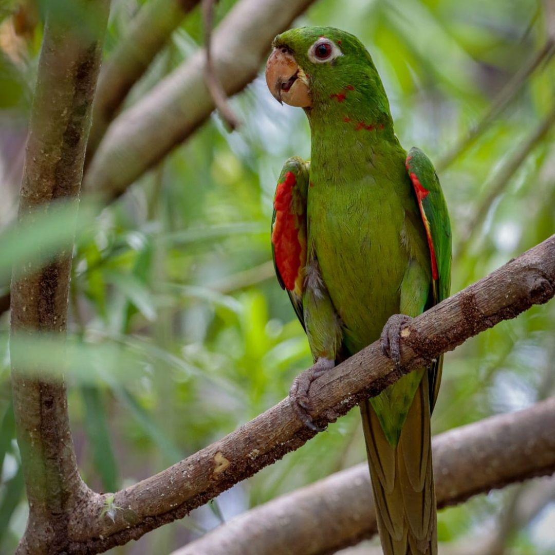 Birding Tour Brazil - Brasilian Cerrado Tour (15)