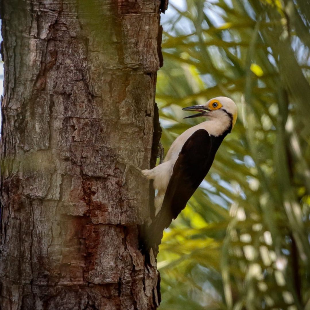 Birding Tour Brazil - Brasilian Cerrado Tour (2)