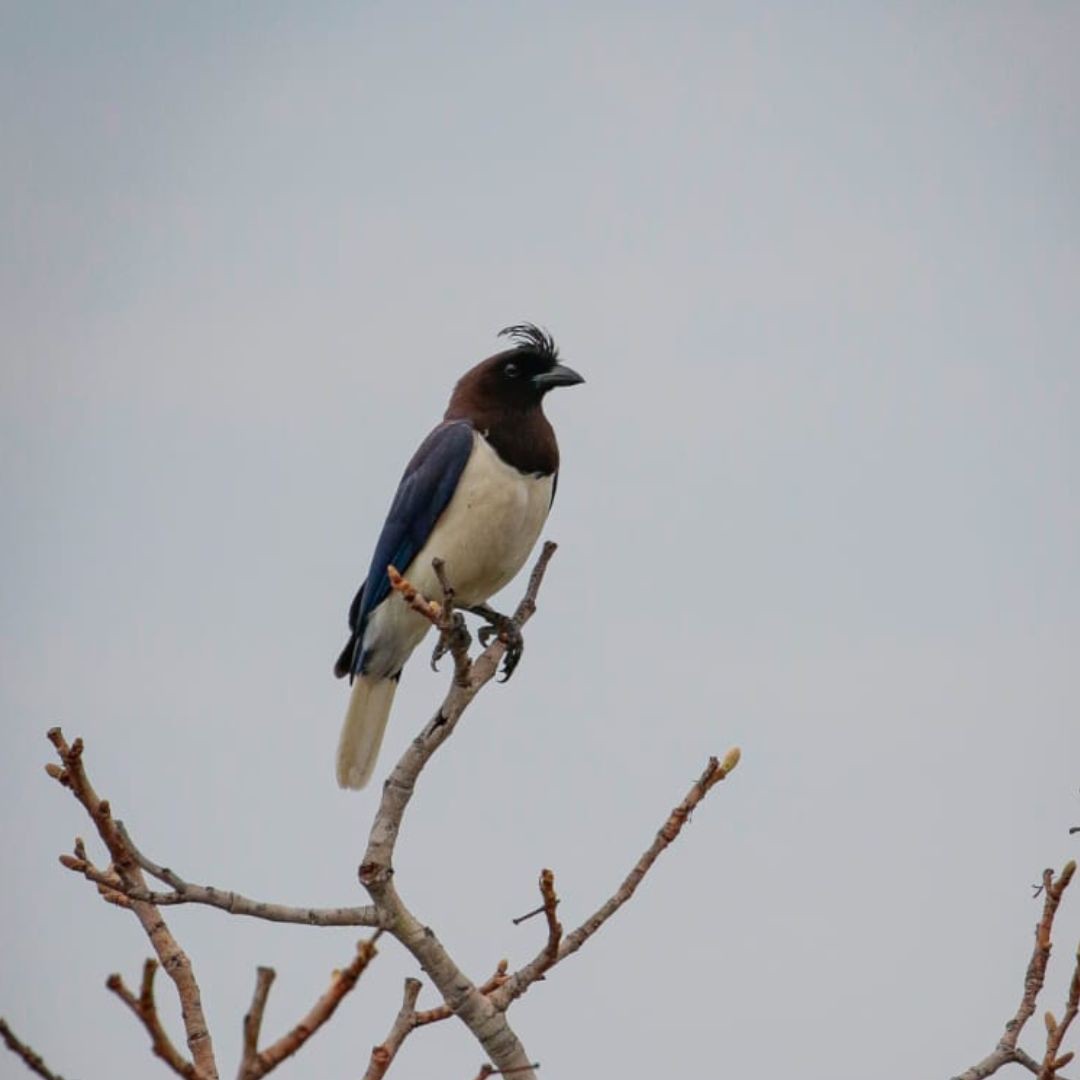 Birding Tour Brazil - Brasilian Cerrado Tour (3)