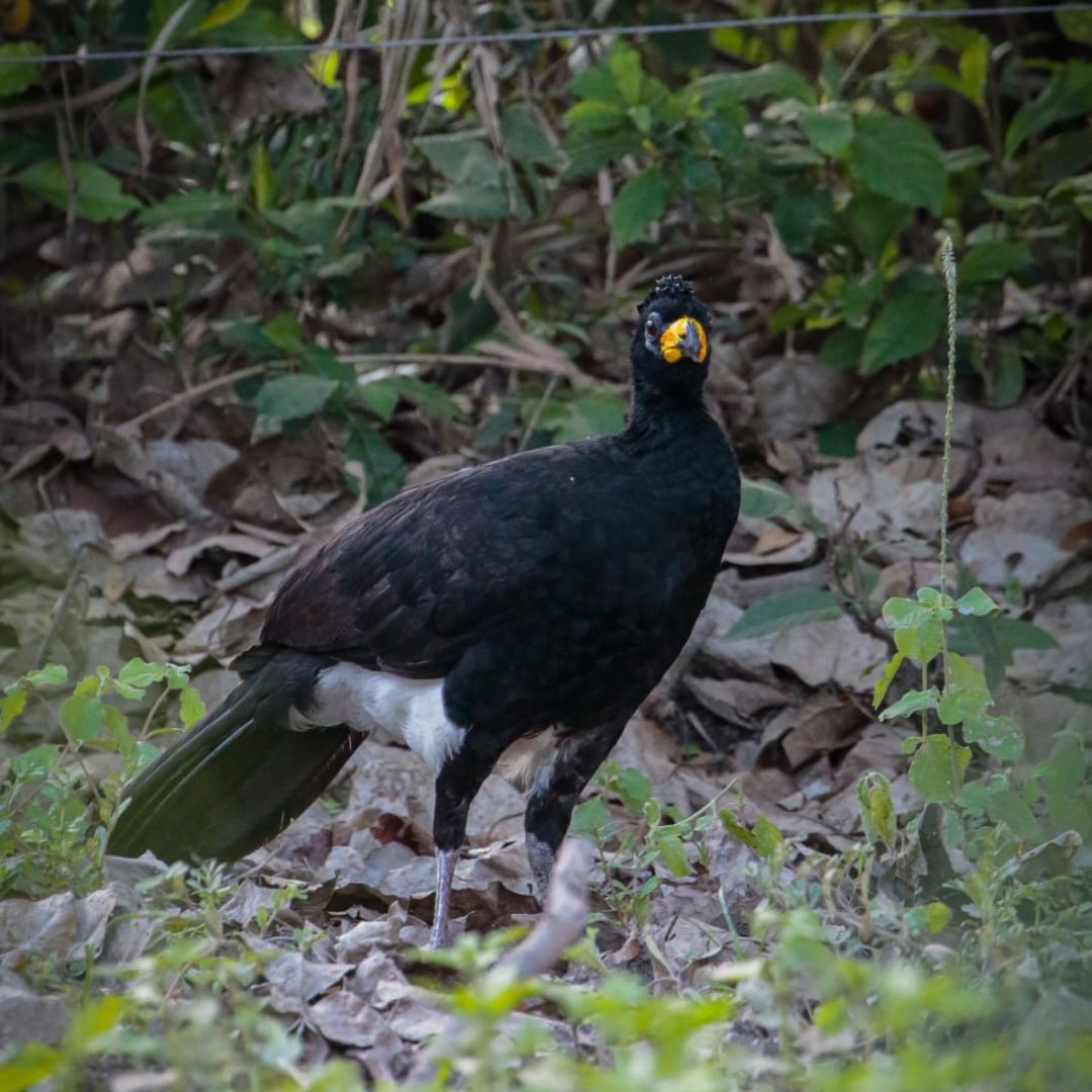 Birding Tour Brazil - Brasilian Cerrado Tour (6)