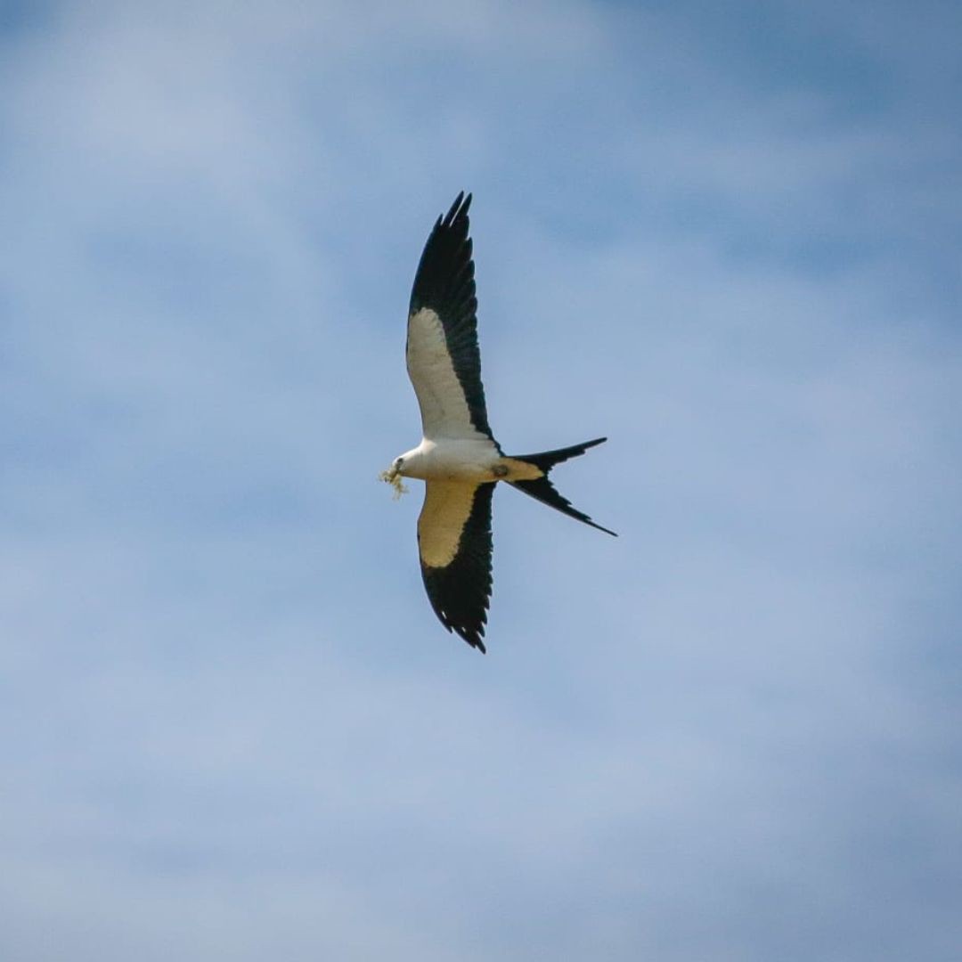 Birding Tour Brazil - Brasilian Cerrado Tour (8)
