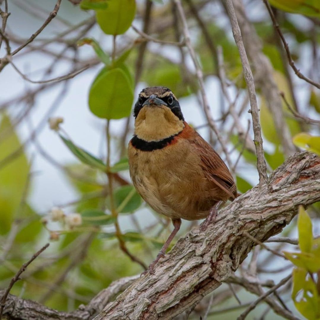 Birding Tour Brazil - Brasilian Cerrado Tour (9)