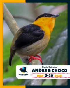 Birding Tour - CLASSIC ANDES & CHOCO - May 2025