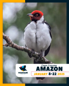 Birding Tour - CLASSIC COLOMBIAN AMAZON - January 2025