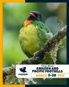 Birding Tour - CLASSIC MACIZO AMAZON AND PACIFIC FOOTHILLS - March 2025