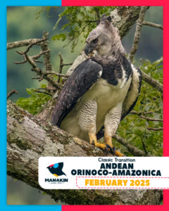 Birding Tour - CLASSIC TRANSITION ANDEAN ORINOCO-AMAZONICA - February 2025 - Águila harpía - Harpia harpyja