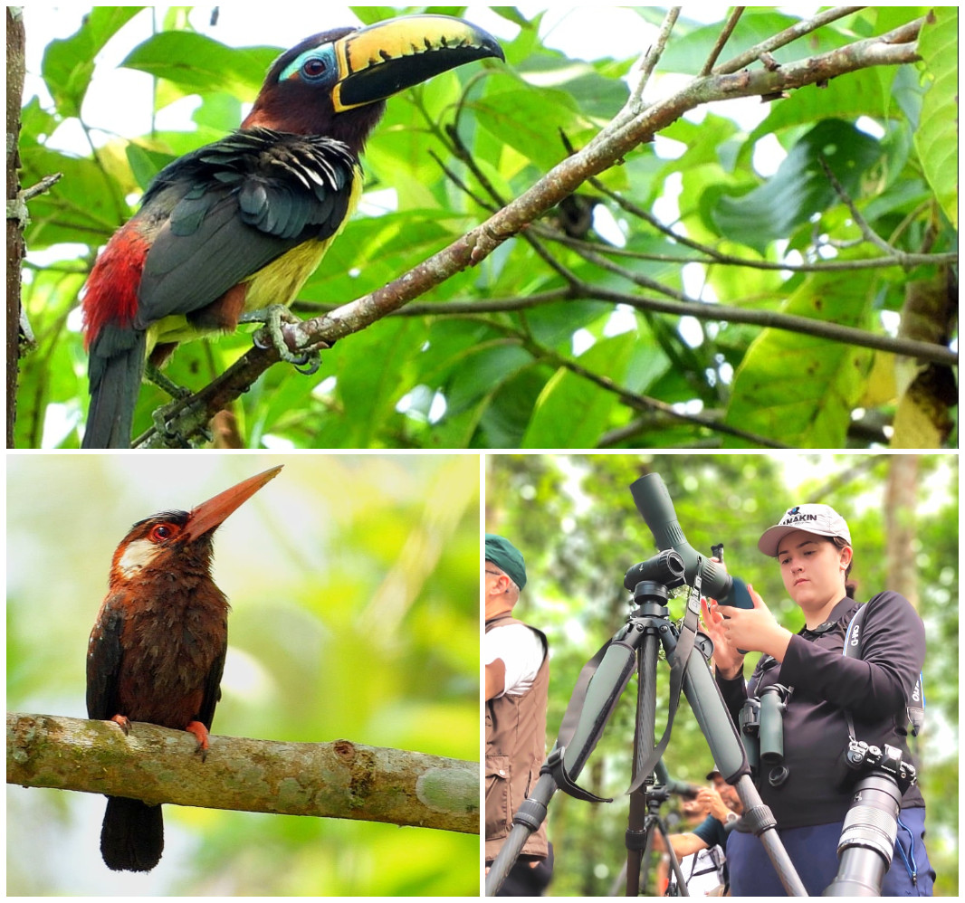 Birding in Colombia At The South Of Colombia Birding, Conservation And The New Swarovski Atc Spotting Scope