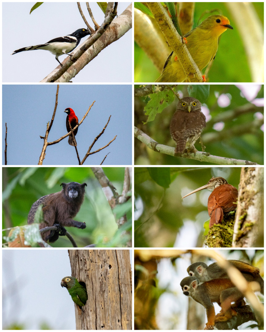 Birding in Colombia At The South Of Colombia Birding, Conservation And The New Swarovski Atc Spotting Scope