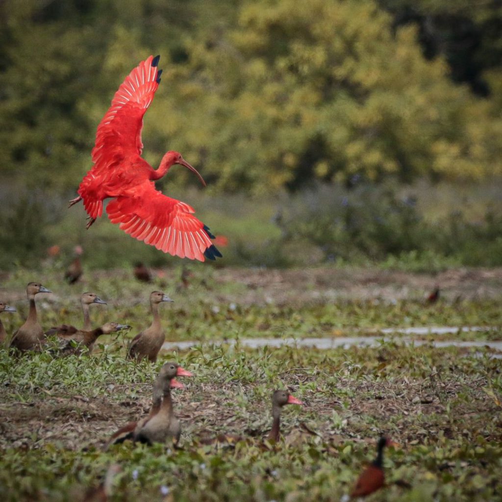 Four Days Birding At Colombian Llanos Short Birding Tour - Manakin ...