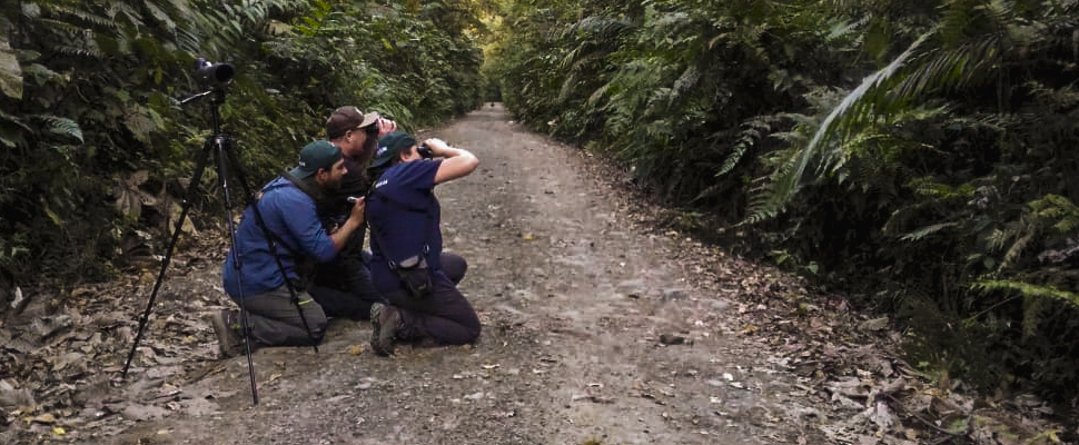 Birding in Otun Quimbaya - nature Colombia