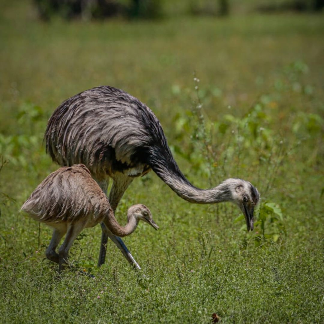 Birding in Pantanal with Manakin Nature Tours (1)