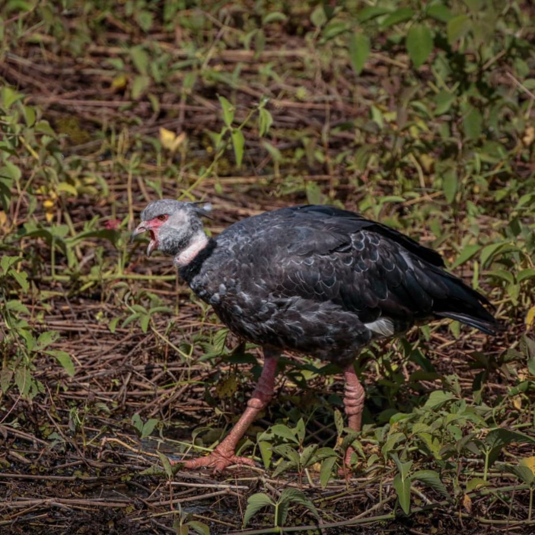 Birding in Pantanal with Manakin Nature Tours (10)