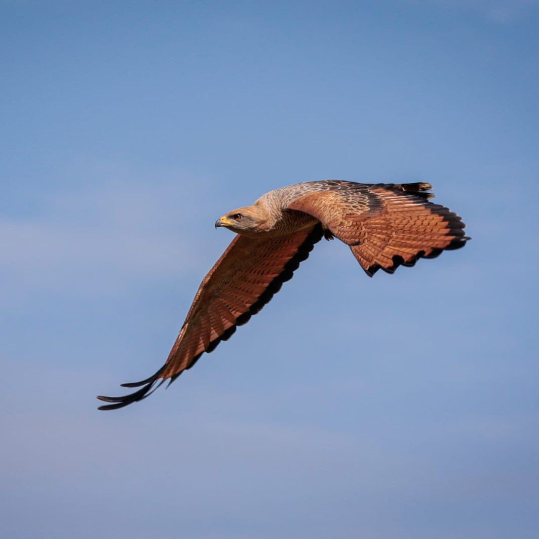 Birding in Pantanal with Manakin Nature Tours (11)