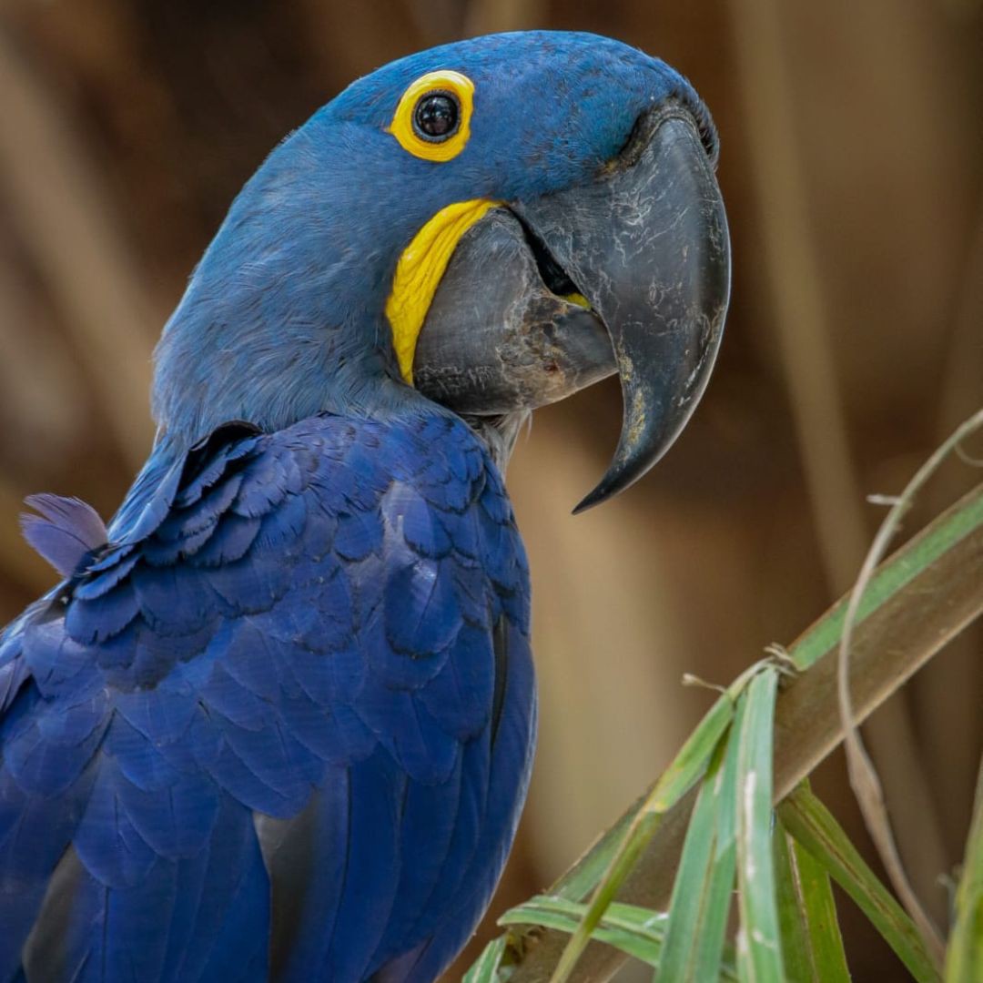 Birding in Pantanal with Manakin Nature Tours (12)