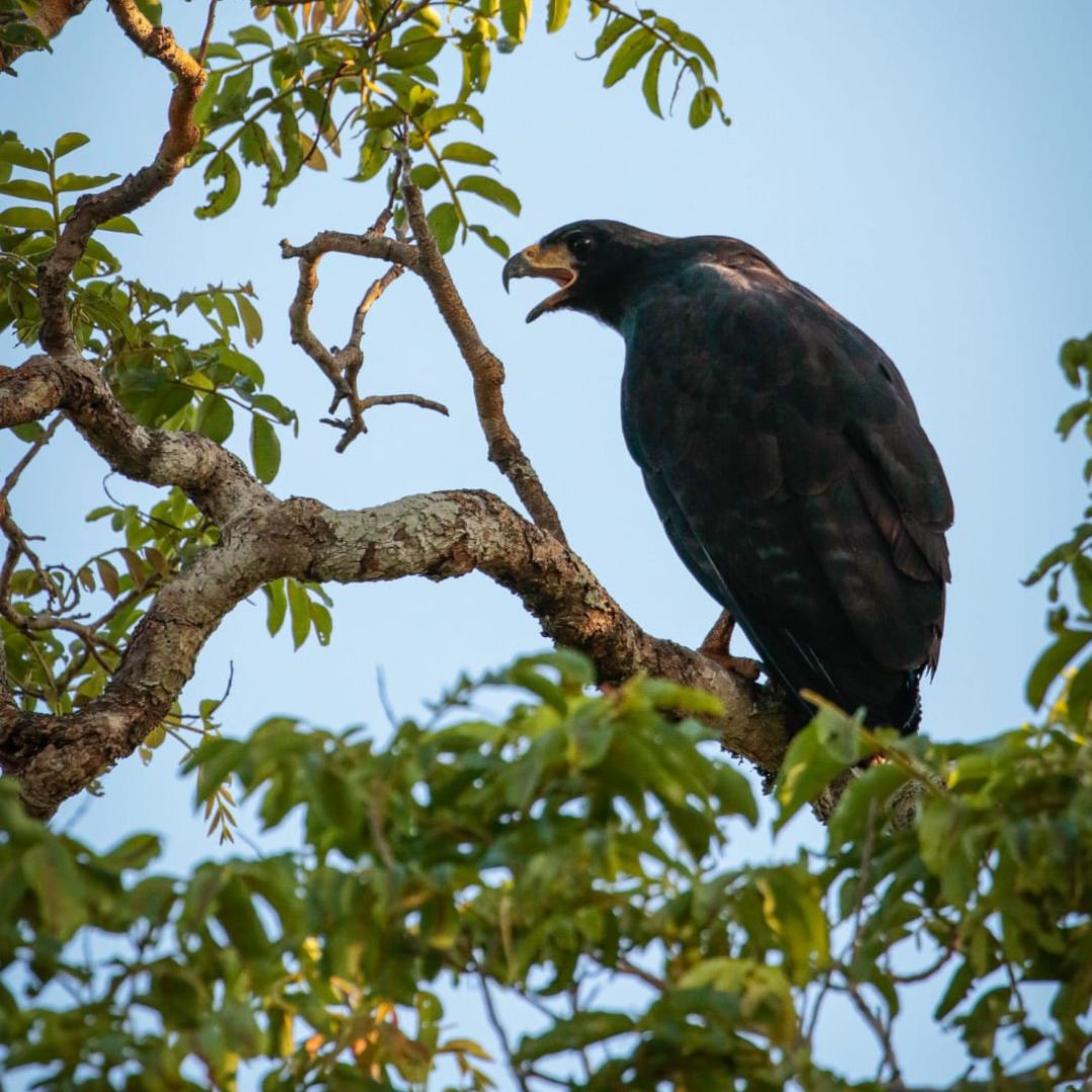 Birding in Pantanal with Manakin Nature Tours (2)