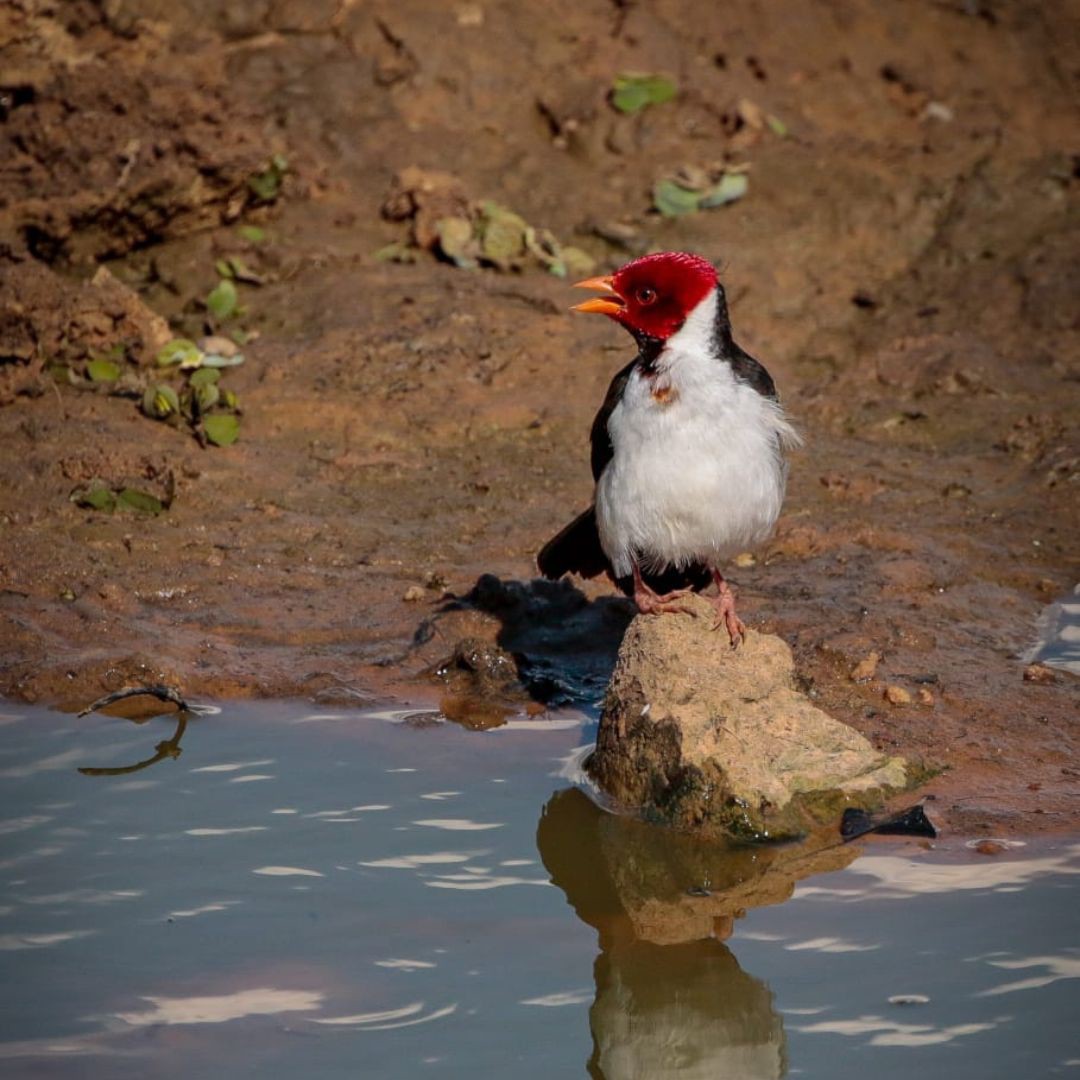 Birding in Pantanal with Manakin Nature Tours (3)