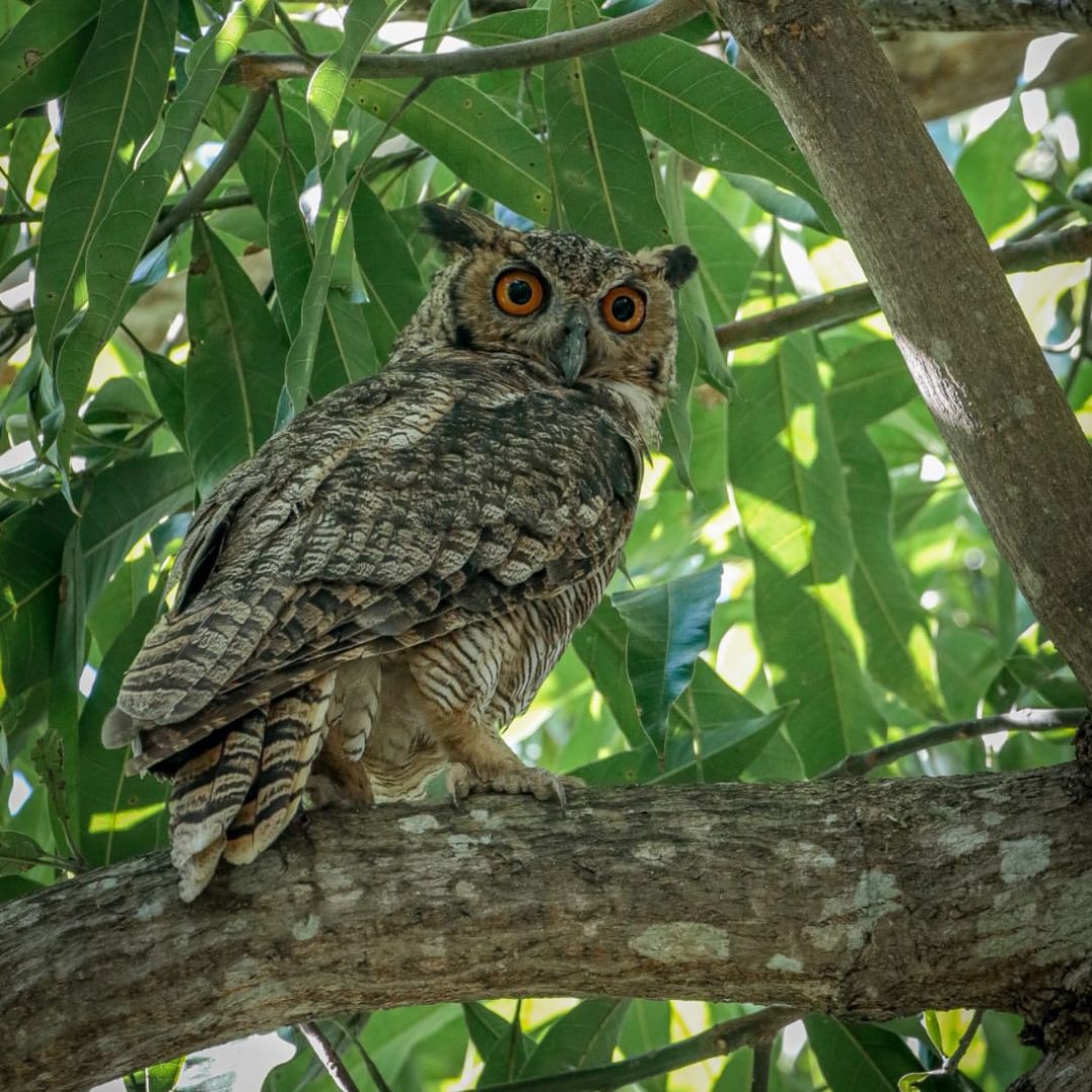 Birding in Pantanal with Manakin Nature Tours (4)