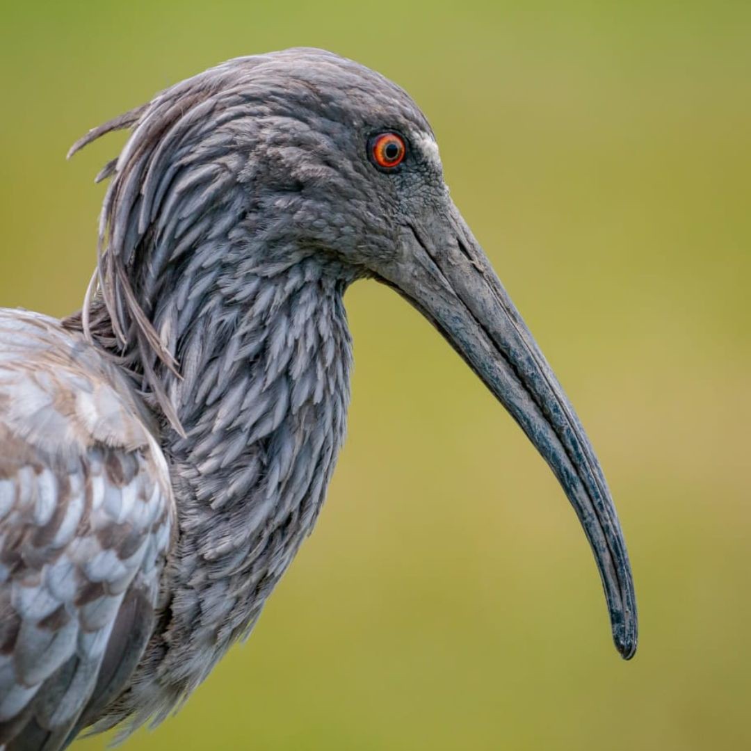 Birding in Pantanal with Manakin Nature Tours (5)