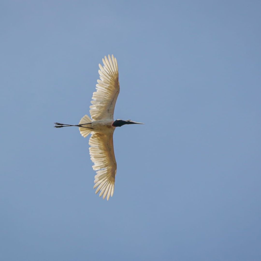 Birding in Pantanal with Manakin Nature Tours (6)