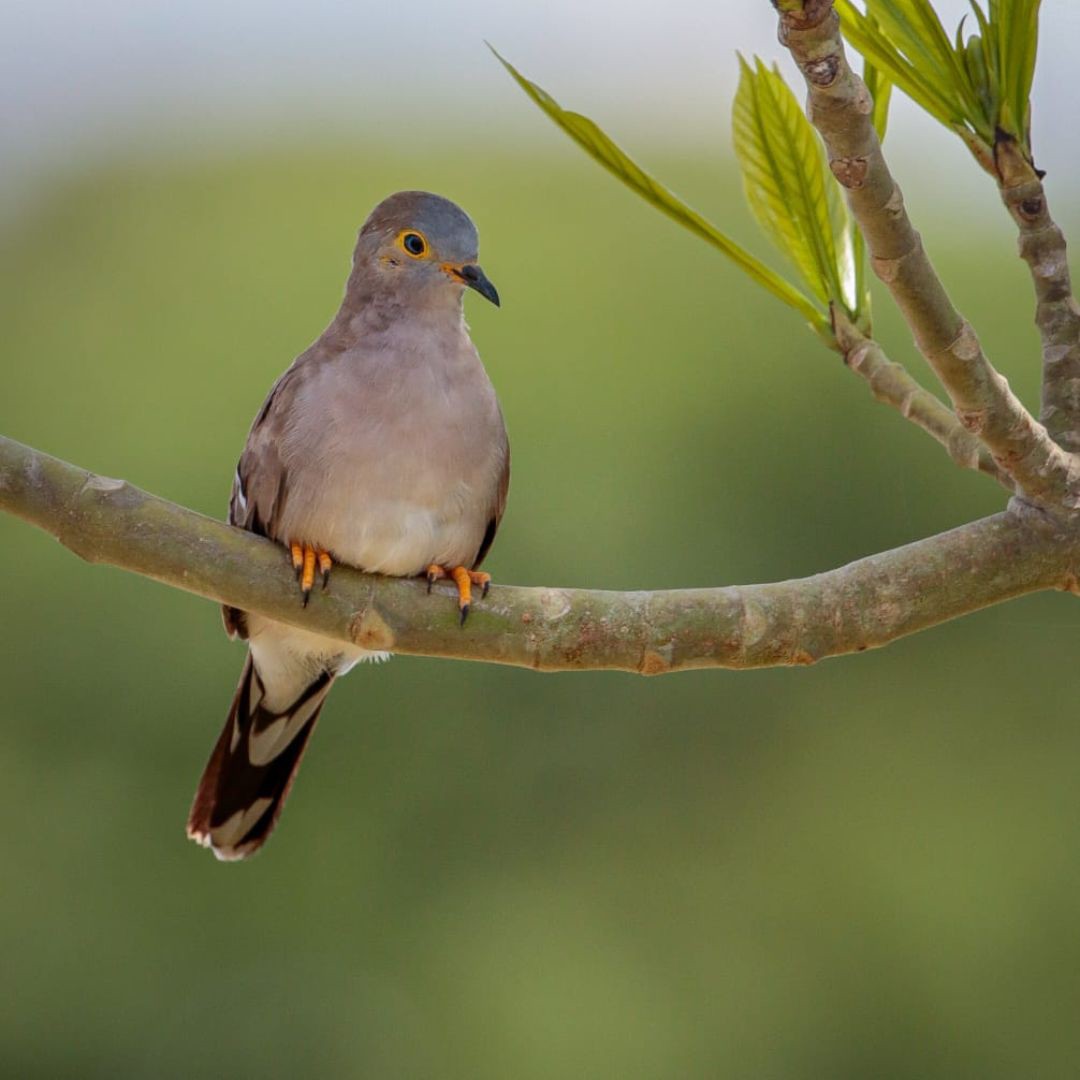 Birding in Pantanal with Manakin Nature Tours (7)