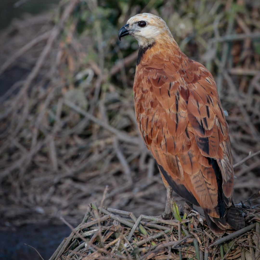 Birding in Pantanal with Manakin Nature Tours (8)