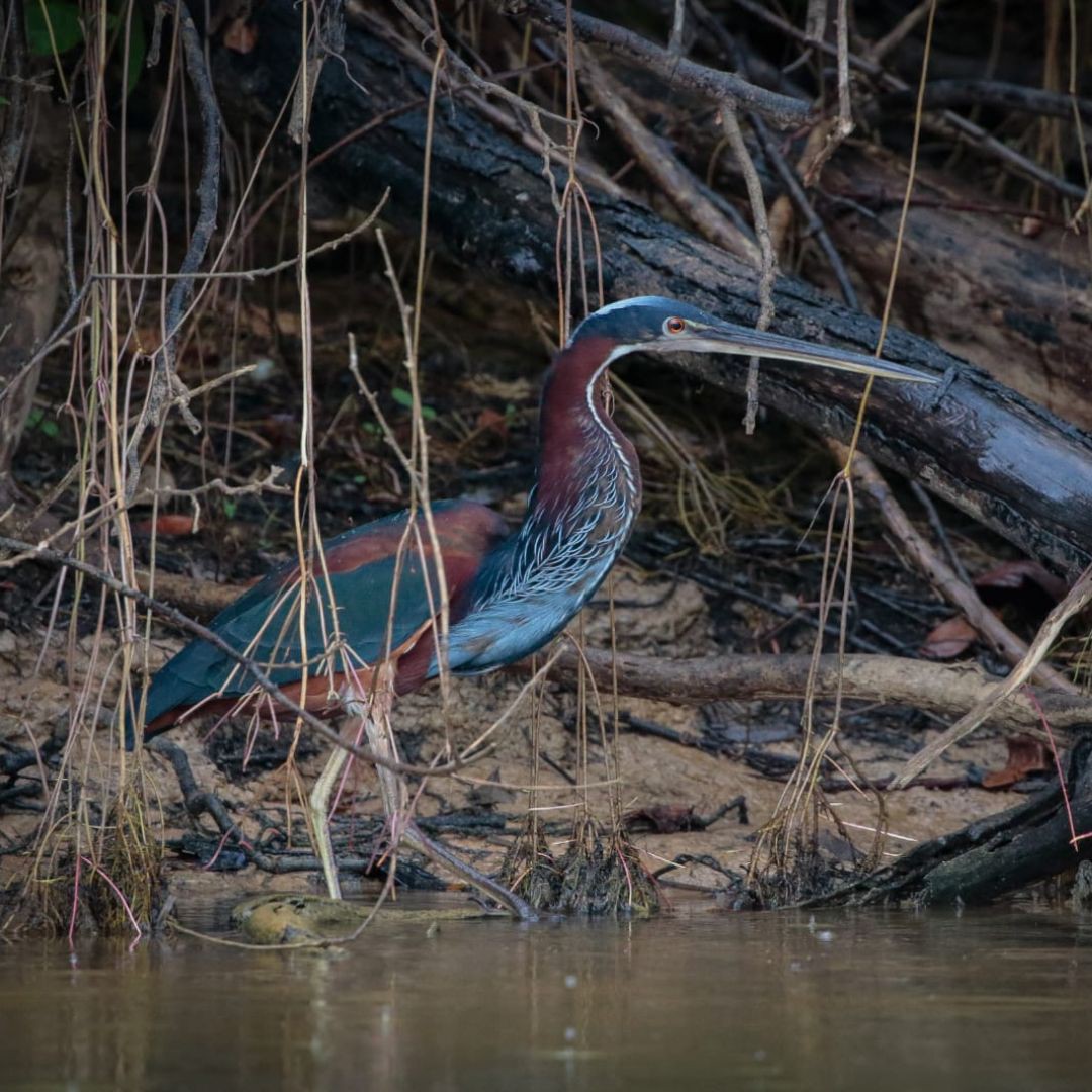 Birding in Pantanal with Manakin Nature Tours (9)