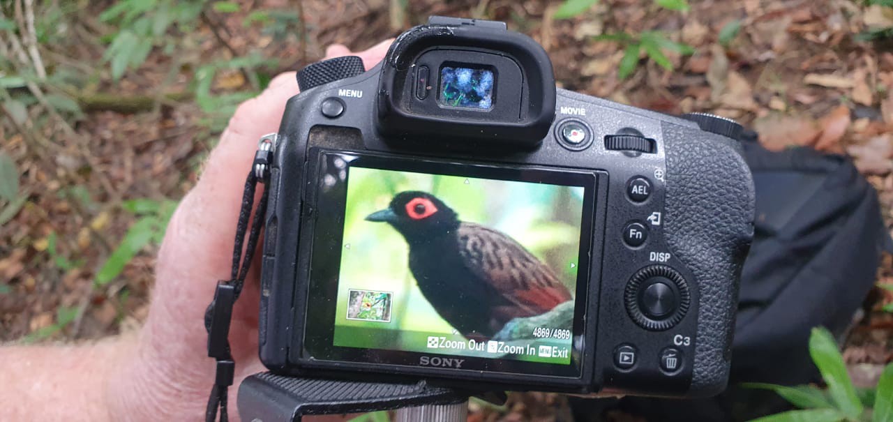 Birding tour in Colombia Amazon - Inirída -Black-spotted Bare-eye