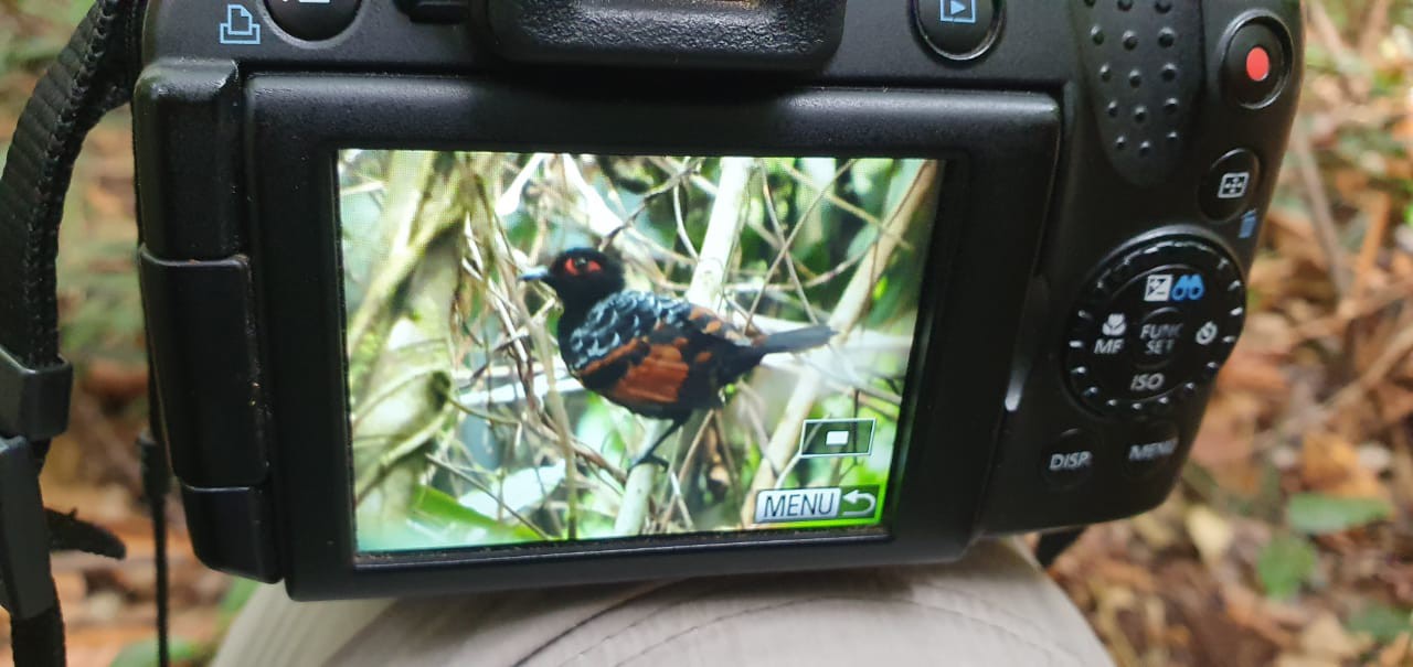 Reddish-winged Bare-eye - Birding tour in Colombia Llanos