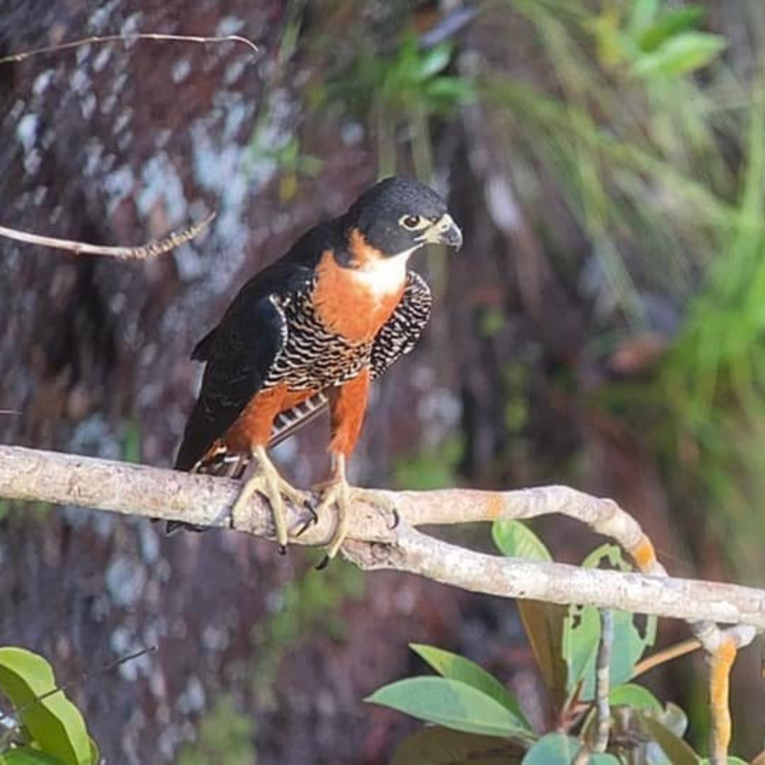 Orange-breasted Falcon - Birds Colombia