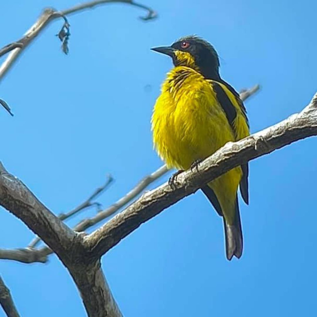 Yellow-bellied Dacnis - Birds of Colombia