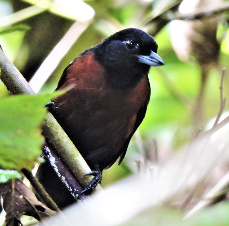 Black Bushbird - Neoctantes niger - birdwatching colombia