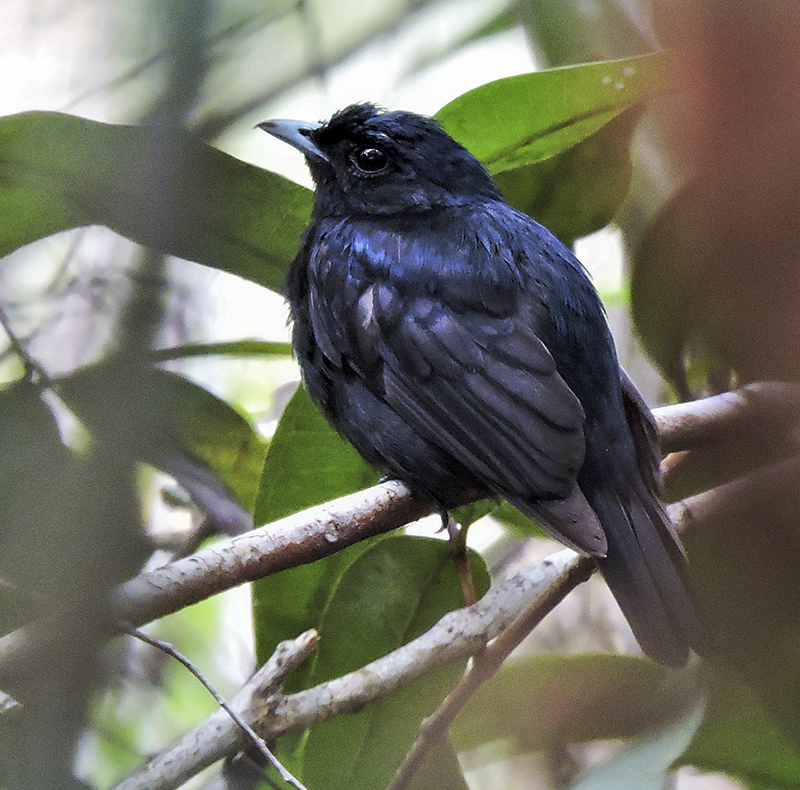 Black Manakin - Amazon Birding Tour