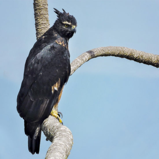 Black and Chesnut Eagle - Spizaetus isidori
